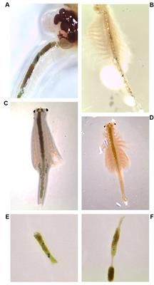 Synthetic Microfiber and Microbead Exposure and Retention Time in Model Aquatic Species Under Different Exposure Scenarios